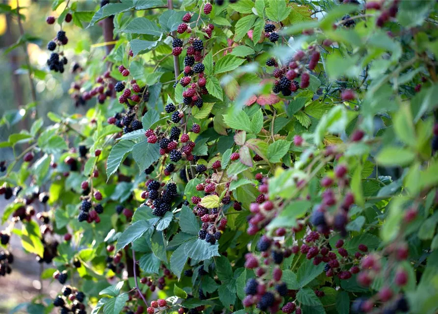 Rubus fruticosus 'Loch Ness'® Fruchtbengel