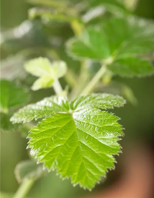 Rubus fruticosus 'Loch Ness'® Fruchtbengel