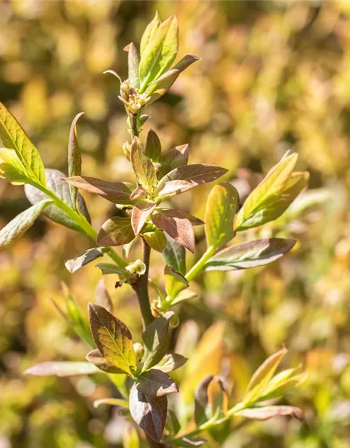 Heidelbeere 'Elisabeth'