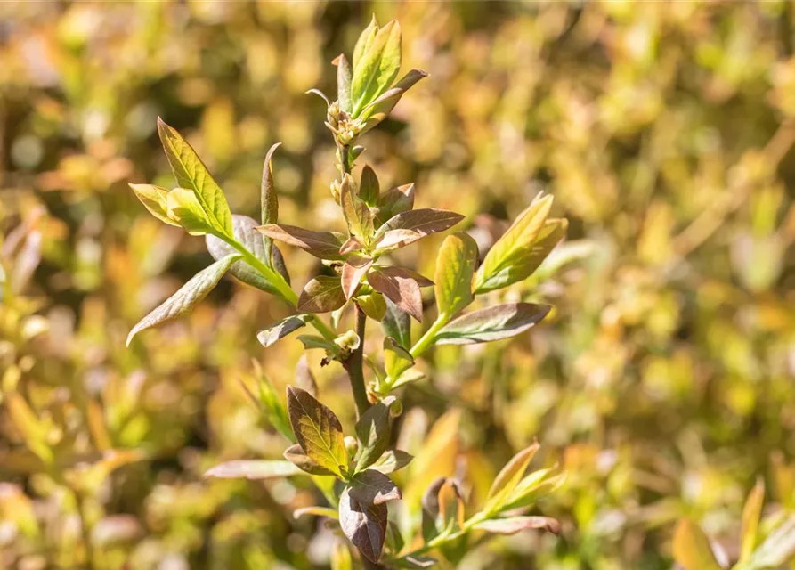 Heidelbeere 'Elisabeth'