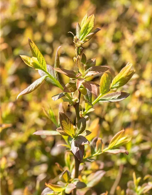 Heidelbeere 'Elisabeth'