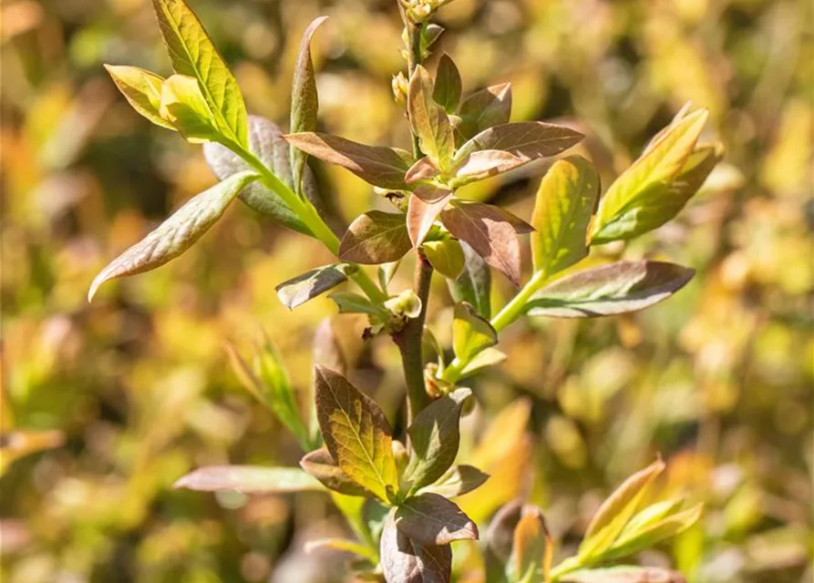 Heidelbeere 'Elisabeth'