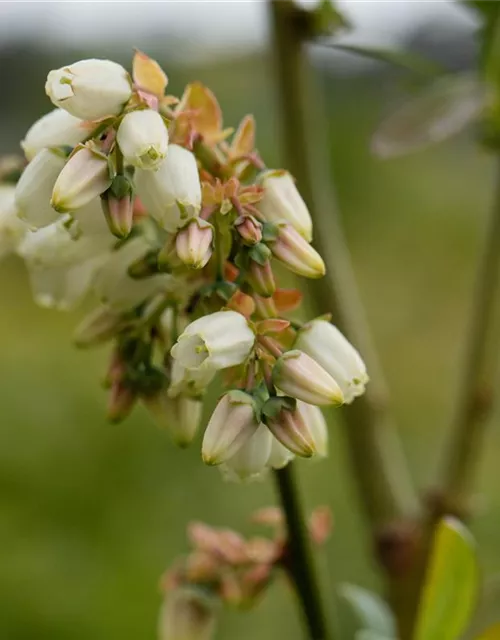 Heidelbeere 'Elisabeth'