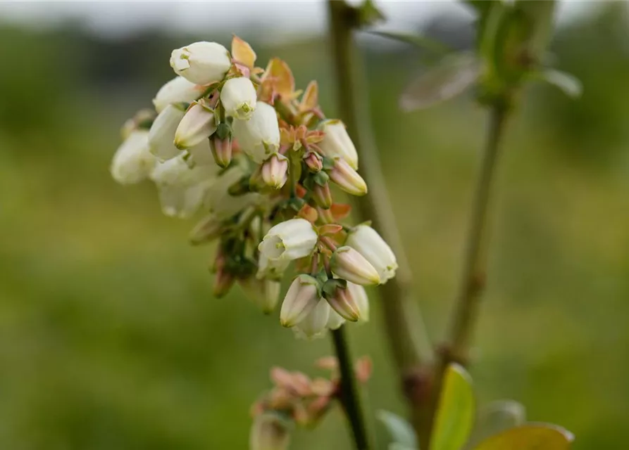 Heidelbeere 'Elisabeth'