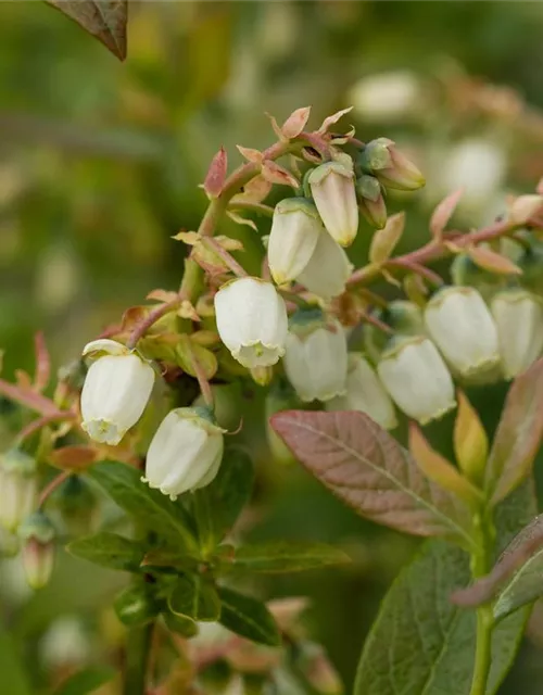 Heidelbeere 'Elisabeth'