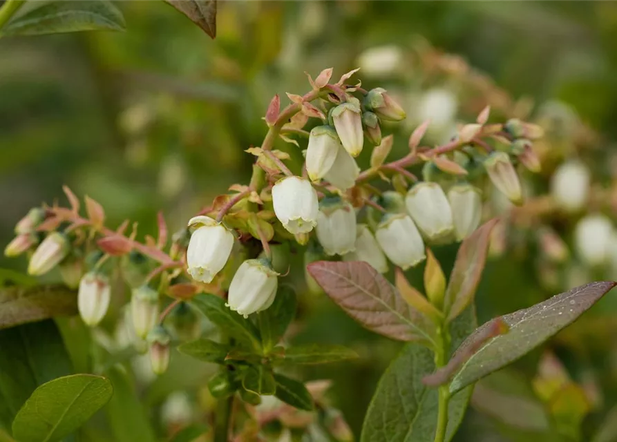 Heidelbeere 'Elisabeth'