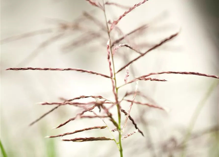 Garten-Chinaschilf 'Ferner Osten'