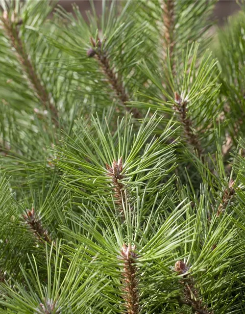 Pinus nigra 'Brepo'®