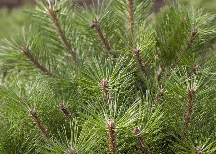 Pinus nigra 'Brepo'®