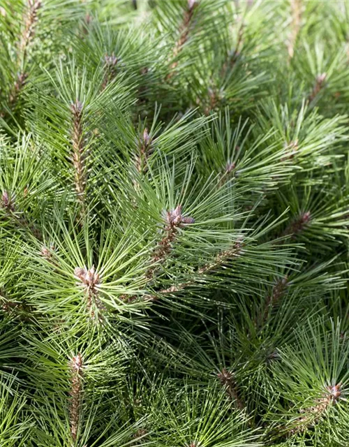 Pinus nigra 'Brepo'®