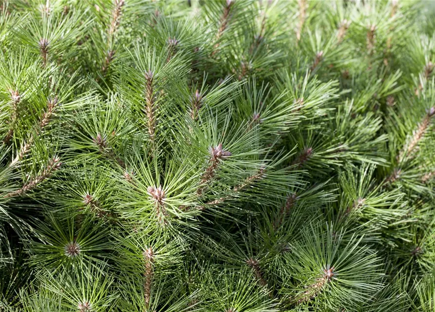 Pinus nigra 'Brepo'®