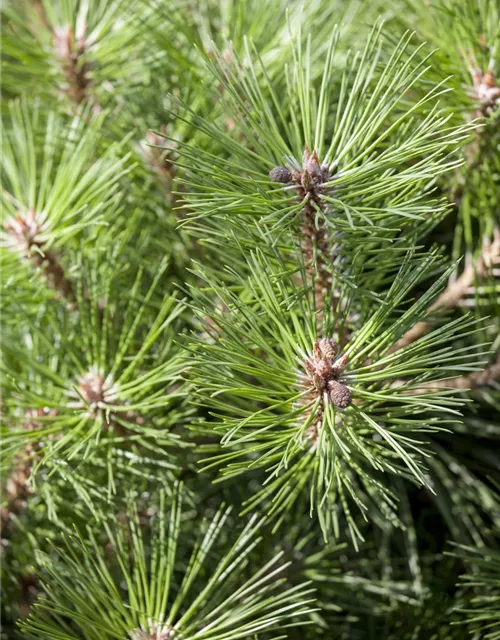 Pinus nigra 'Brepo'®