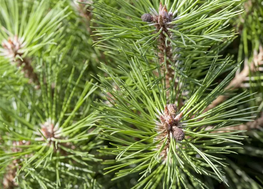 Pinus nigra 'Brepo'®