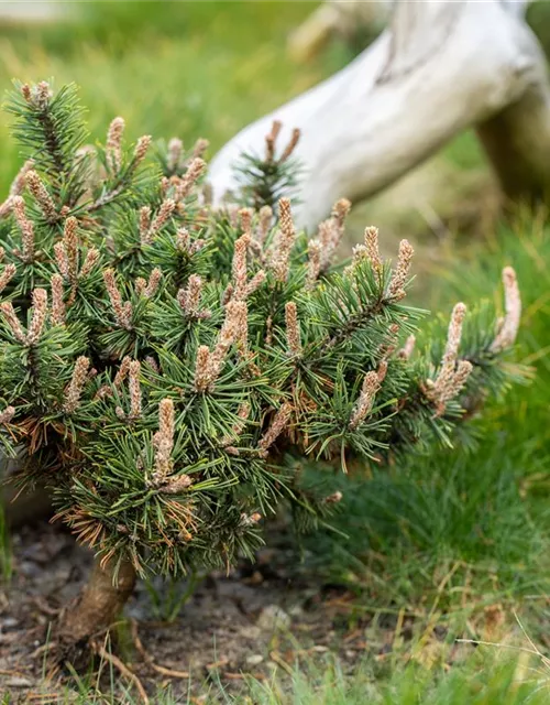 Pinus nigra 'Brepo'®