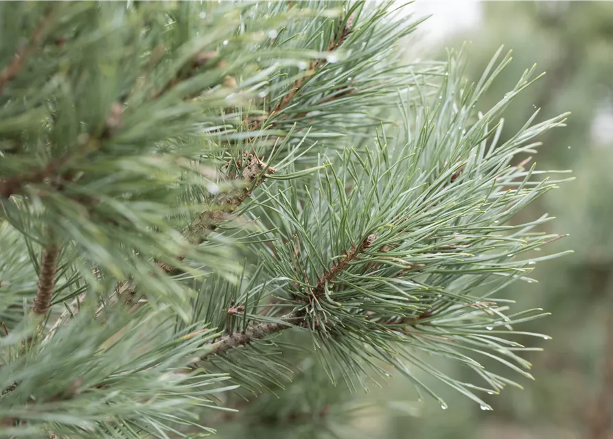 Silbergraue Zwergkiefer 'Argentea Compacta'