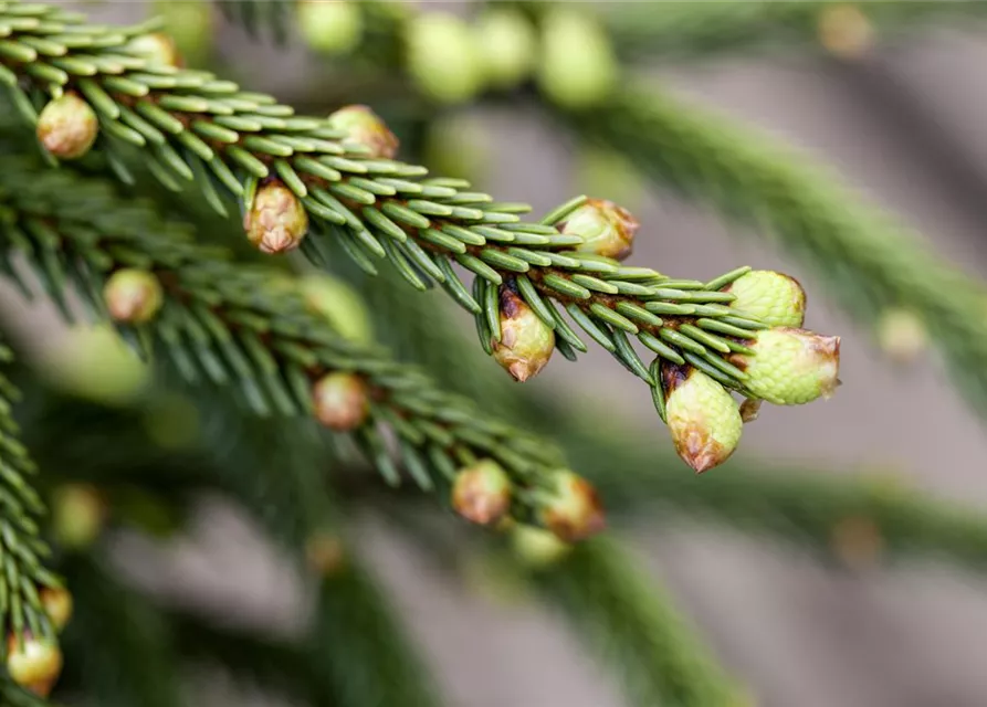 Orientalische Fichte 'Aureospicata'