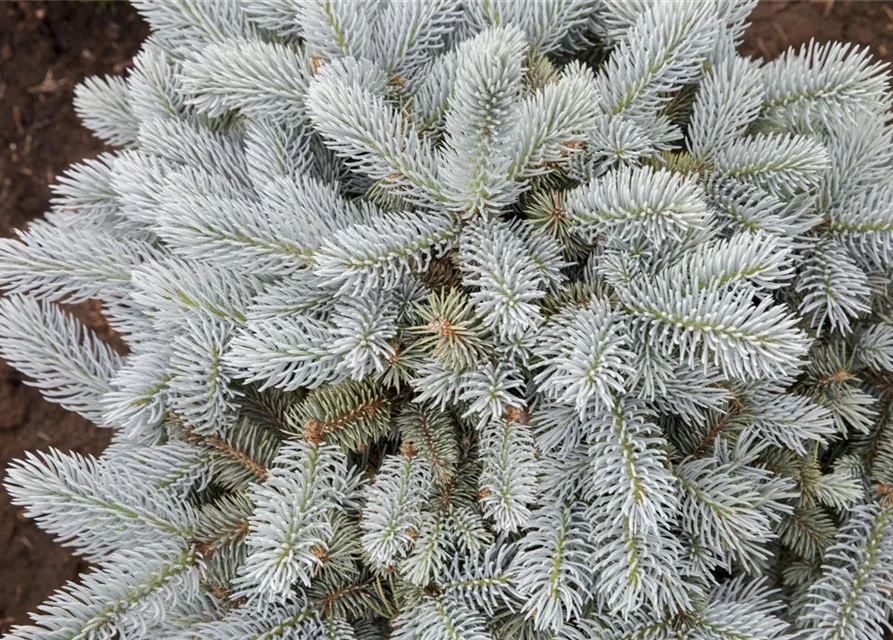 Kleine Blaufichte 'Glauca Globosa'