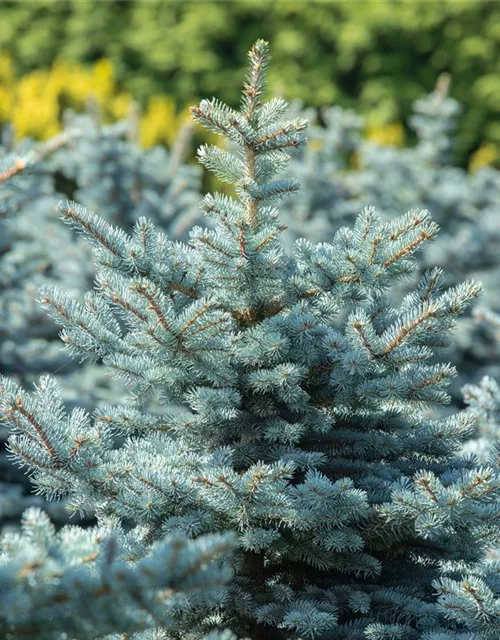 Kleine Blaufichte 'Glauca Globosa'