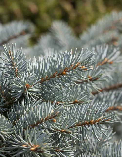 Kleine Blaufichte 'Glauca Globosa'