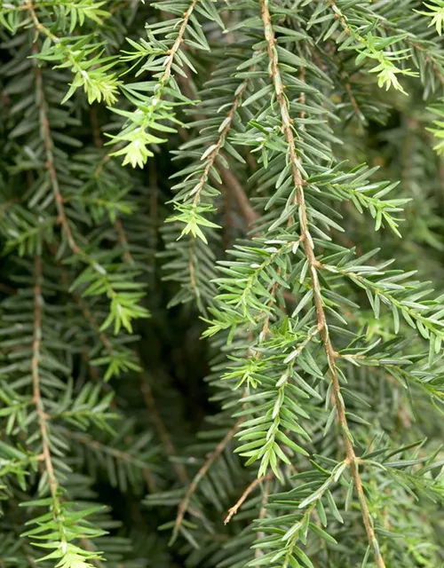 Hänge-Hemlocktanne 'Pendula'