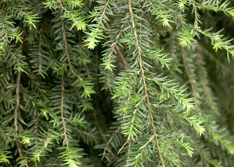 Hänge-Hemlocktanne 'Pendula'