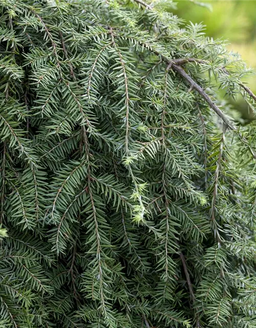 Hänge-Hemlocktanne 'Pendula'