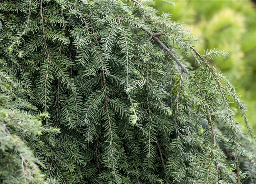 Hänge-Hemlocktanne 'Pendula'