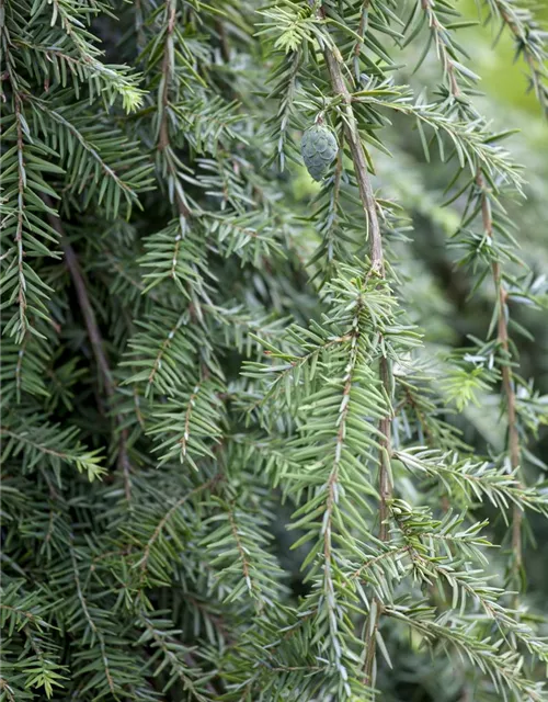 Hänge-Hemlocktanne 'Pendula'