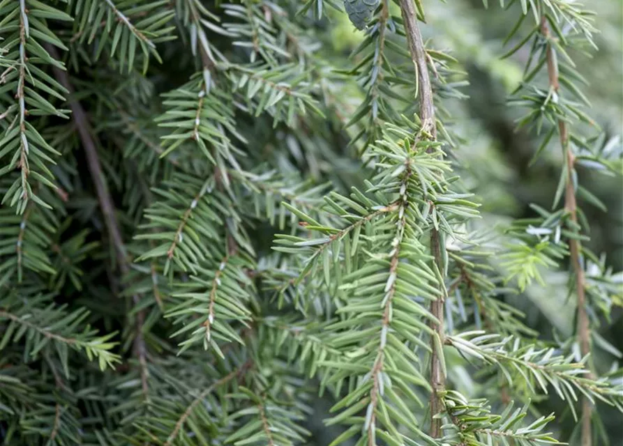 Hänge-Hemlocktanne 'Pendula'