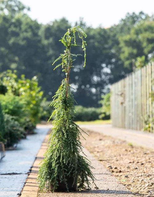 Hänge-Hemlocktanne 'Pendula'