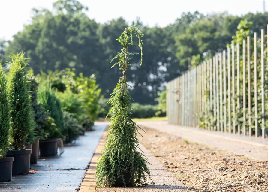 Hänge-Hemlocktanne 'Pendula'