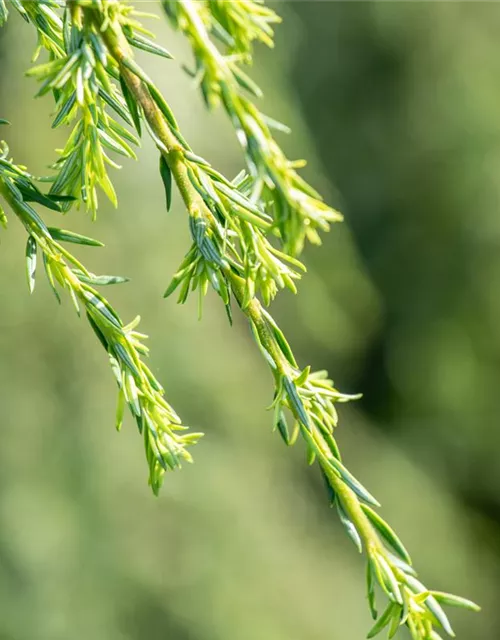 Hänge-Hemlocktanne 'Pendula'