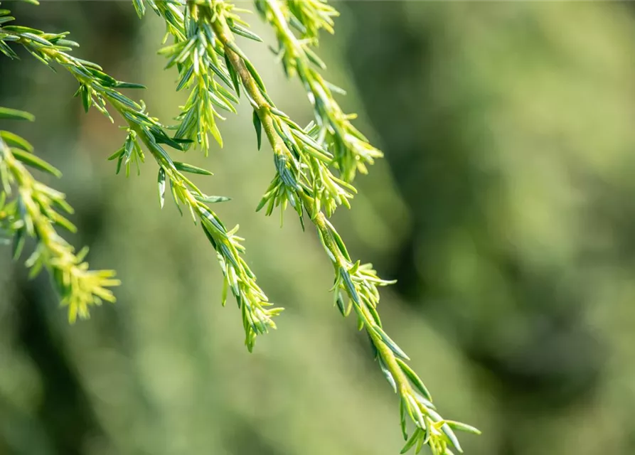 Hänge-Hemlocktanne 'Pendula'