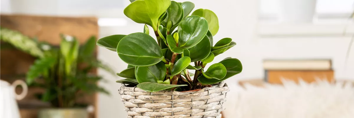 Peperomia obtusifolia