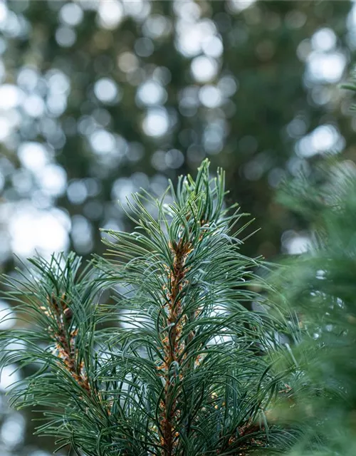 Mädchenkiefer 'Schoon´s Bonsai'