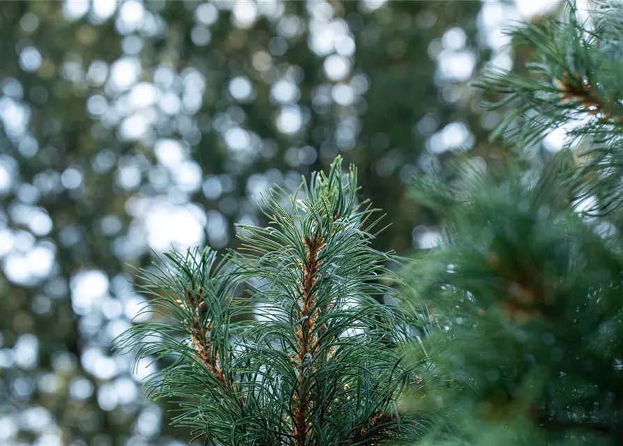 Mädchenkiefer 'Schoon´s Bonsai'