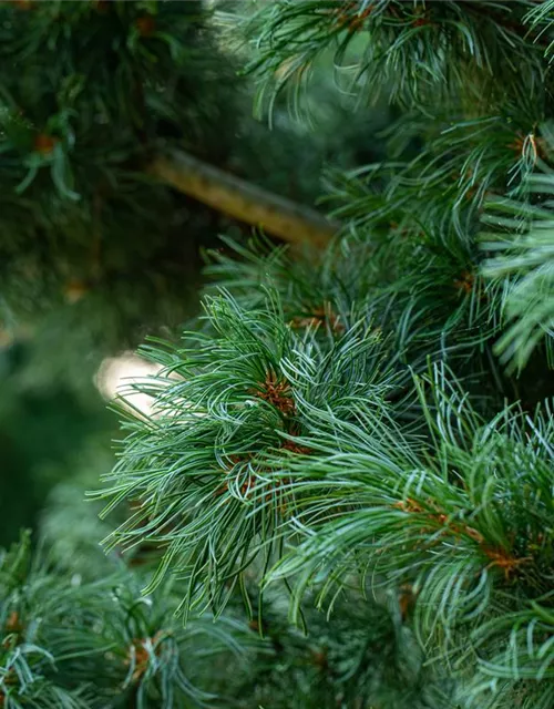 Mädchenkiefer 'Schoon´s Bonsai'