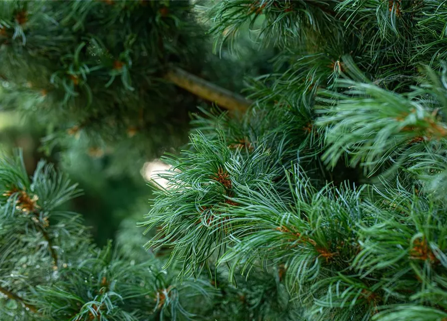 Mädchenkiefer 'Schoon´s Bonsai'