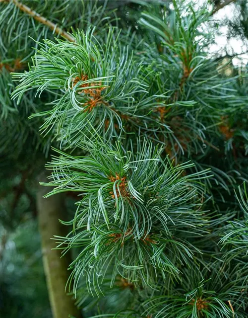 Mädchenkiefer 'Schoon´s Bonsai'