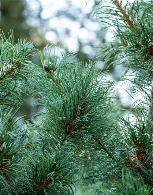 Mädchenkiefer 'Schoon´s Bonsai'