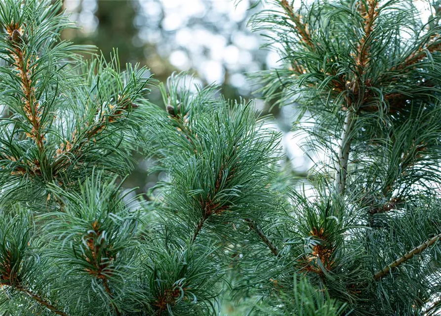 Mädchenkiefer 'Schoon´s Bonsai'