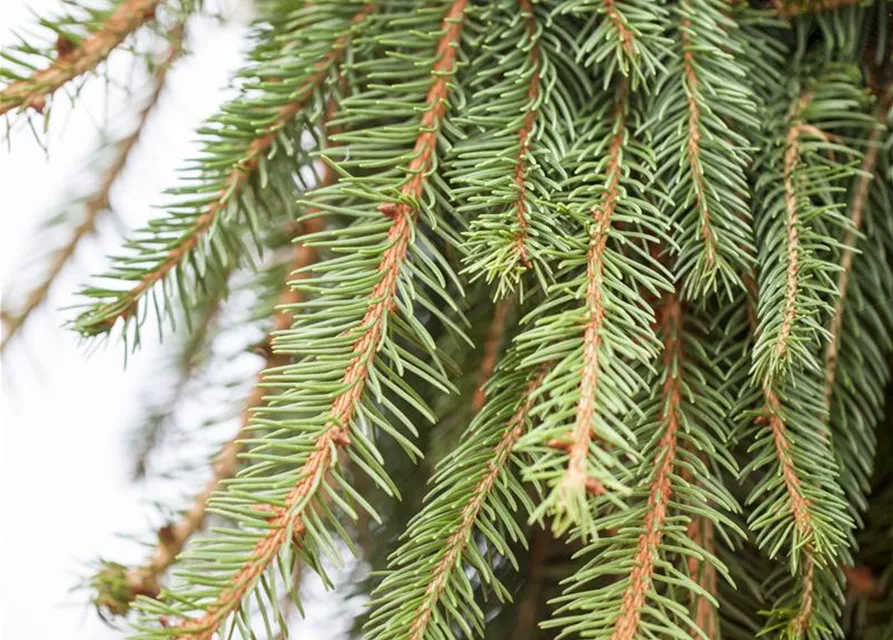 Picea abies 'Loreley'