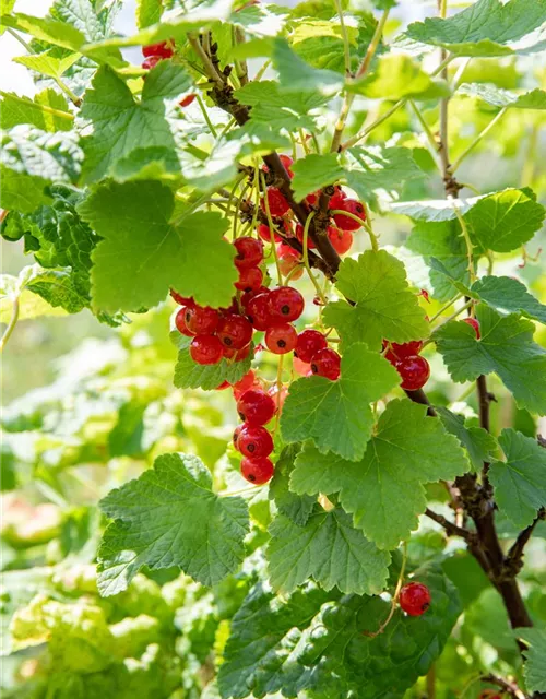 R Ribes rubrum 'Jonkheer van Tets' CAC