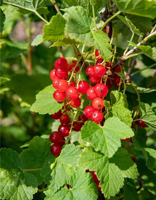 R Ribes rubrum 'Jonkheer van Tets' CAC