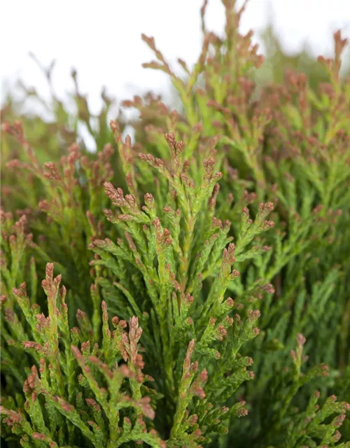 Thuja occidentalis 'Miky'