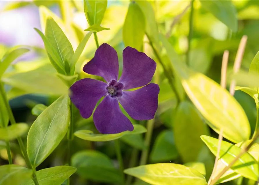 Kleines Garten-Immergrün 'Purpurea'