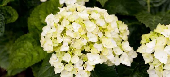 Gartenhortensie 'The Bride'®