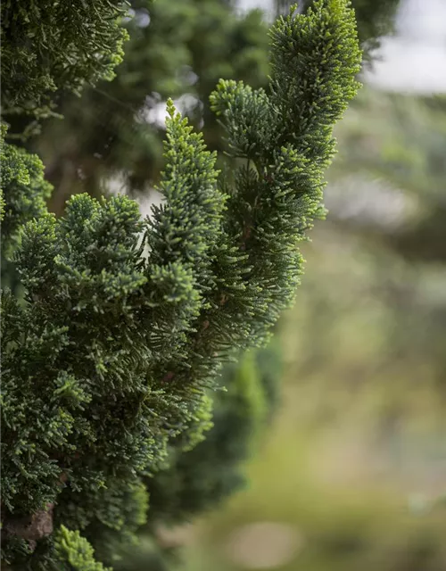 Chamaecyparis lawsoniana 'Wissel's Saguaro'