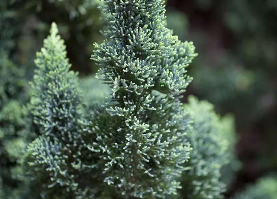 Chamaecyparis lawsoniana 'Wissel's Saguaro'