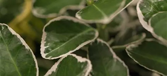 Euonymus japonicus 'Kathy'